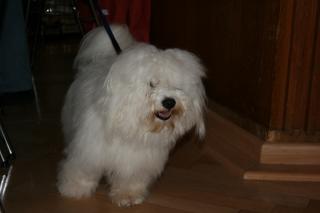 Deckrüde Coton de Tulear