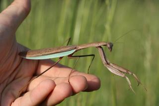 Gottesanbeterinnen Hierodula, Parasphendale, Tenodera