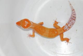 Leopardgecko enigma tangerine albino