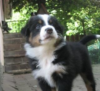 Tolle Australian Shepherd Familienhunde