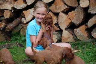 Irish Setter Welpen aus liebevoller Hobbyzucht