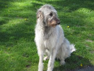 Irisch Wolfhound Deckrüde gesucht