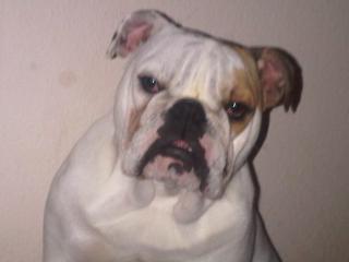 Englische bulldogge Hündin geb. 15. 01. 2021