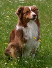 Australian Shepherd Deckrüde VDH V-gekört