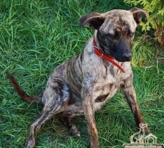 Brindle sucht liebevolles Zuhause