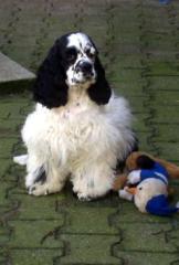 Kimberly s American-Cocker u engl, Cockerspaniel Zucht VDH