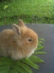 Goldene Z. Kaninchen Babys abzugeben