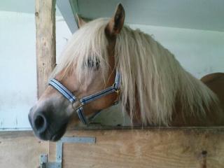 Biete Reitbeteligung an Haflinger Stute