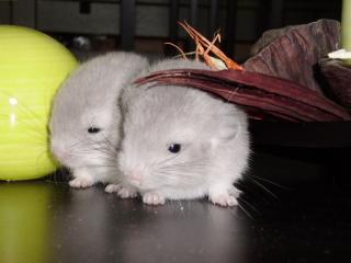 Chinchilla Babies männlich violett suchen ein neues Zuhause