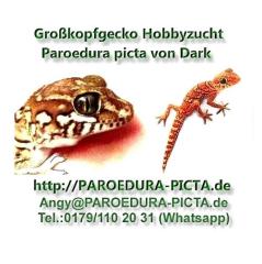 Echsen / Geckos Paroedura picta