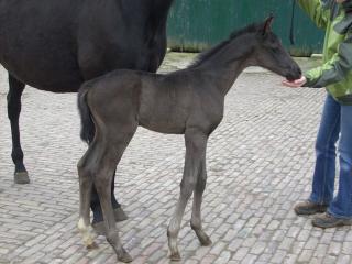 Typvolles Rapphengstfohlen von Royal Blend geb 10. 3. 2021