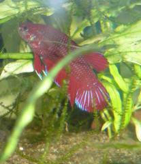 Kampffische-Betta Splendens- abzugeben