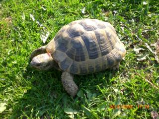 Griech. Landschildkröte