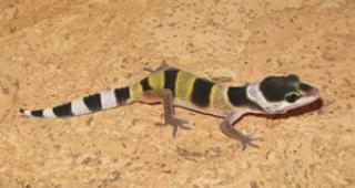 Leopardgeckos NZ10 abzugeben