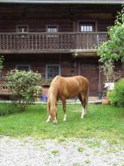 DRINGEND Reitbeteiligung auf Deutschem Reitpony zu vergeben