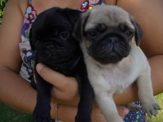 Mops Welpen reinrassig mit Stammbaum