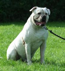 American Bulldog Welpen aus Championverpaarung