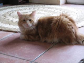 Top Maine Coon Kater rot