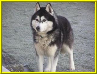 Siberian Husky Deckrüde Marrok