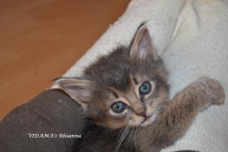 Somali- Abessinier Kitten in ruddy/ wildfarben, sorrel/ cinnamon, blau fawn