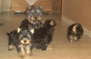 Yorkshire Terrier im Westerwald