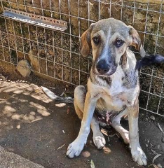 Murphy sucht ein passendes Zuhause