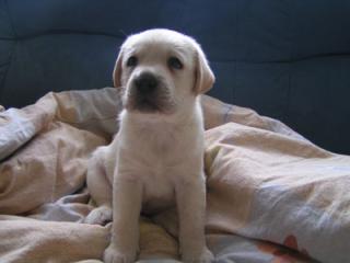 Labrador retriever