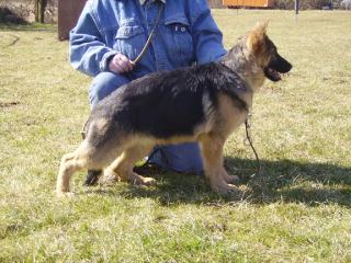 Deutscher Schäferhund Welpe