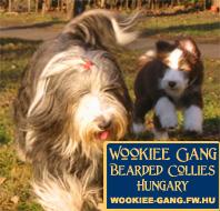 Bearded Collie Welpen / Ungarn