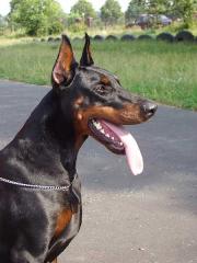 DOBERMANN WELPEN