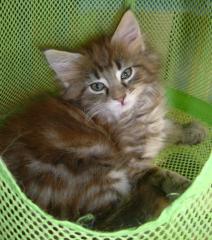 Maine Coon Mädchen, 15 Wochen