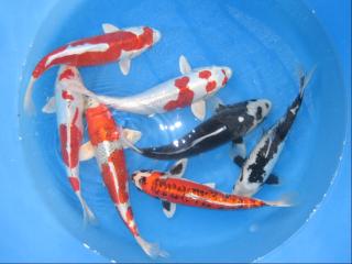 ORIGINAL JAPAN KOI