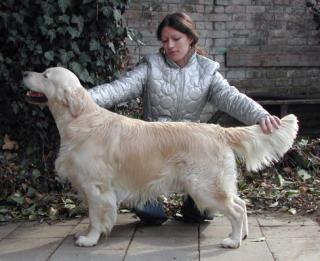 Golden Retriever bei DE/CZ Grenze