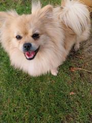 Simba, Pekinese spitz Rüde