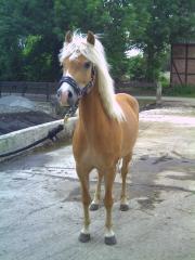 Biete Reitbeteiligung auf Ponystute