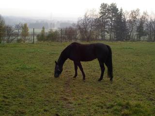 Biete Reitbeteiligung in Mönchweiler