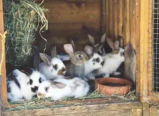 Kaninchen entlaufen