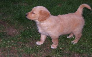 Golden Retrieverbabys in gold und blond