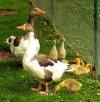 Gänse - gössel aus unserer naturbrut zu verk.