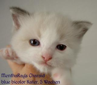 Ragdoll Kitten Geboren am 6. 4. 06