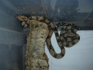 Diverse Boa