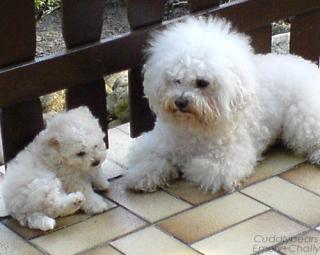 Bichon Frise Welpen