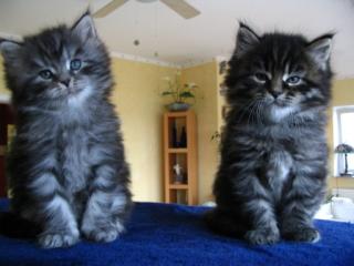 Maine Coon Kitten