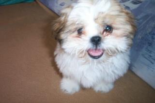 Shih Tzu