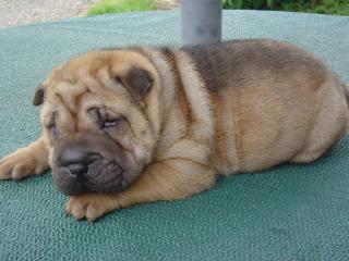 Shar-pei welpen Schwarz und rot