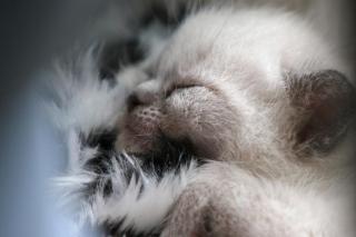 Himalayan Cats