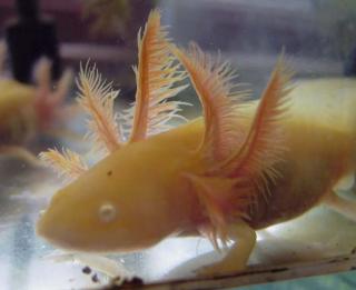 Axolotl abzugeben