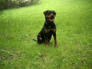 Rottweilerhündin