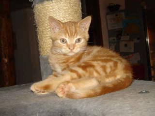 BKH Katerchen red-tabby classic