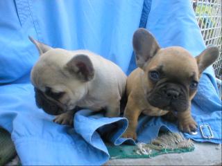 Franzoesche bulldogge